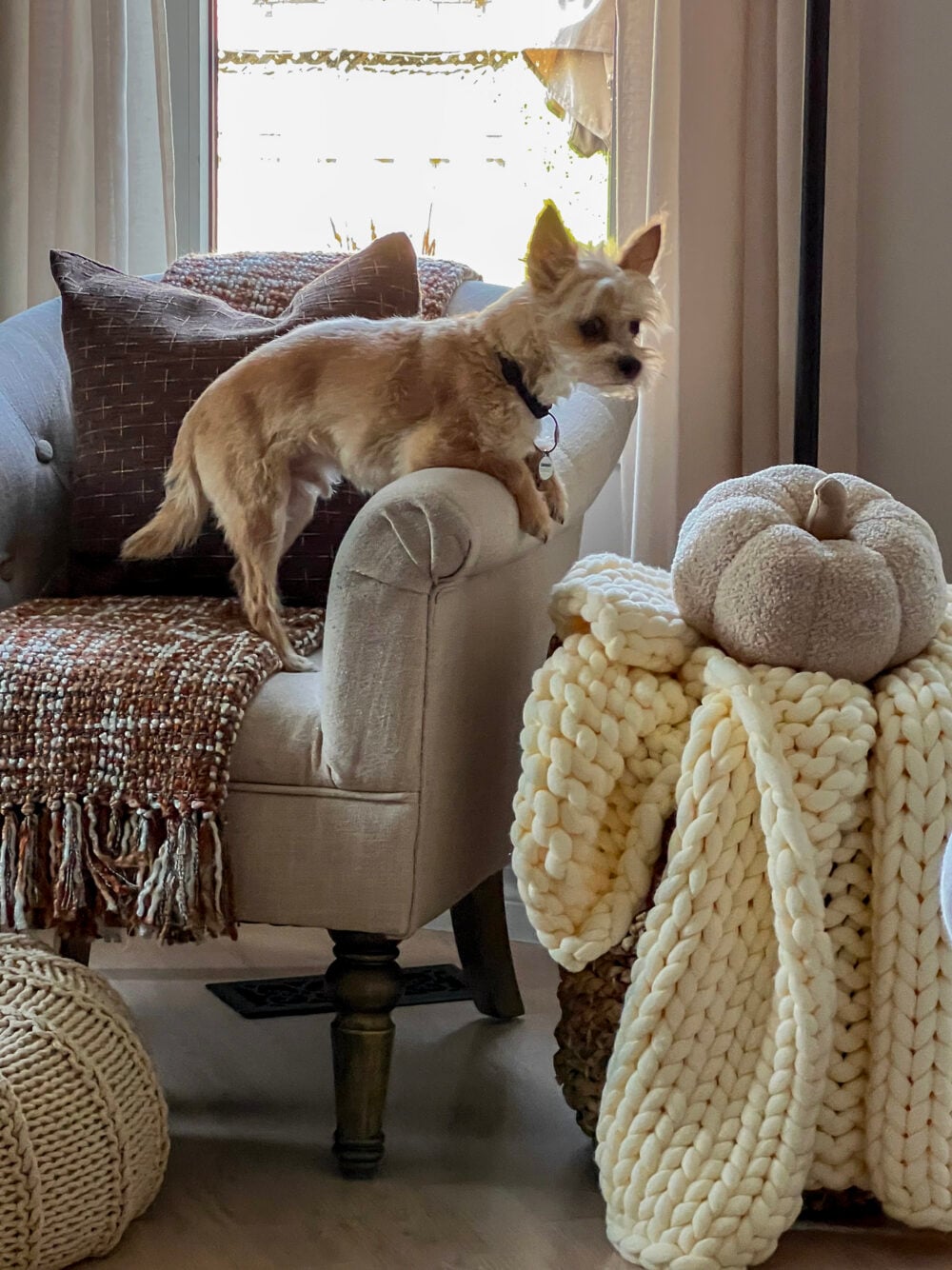 Jackson on chair beside blanket basket
